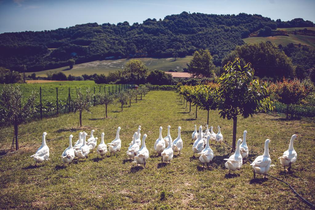 Agriturismo Casal San Sergio Fossombrone Luaran gambar