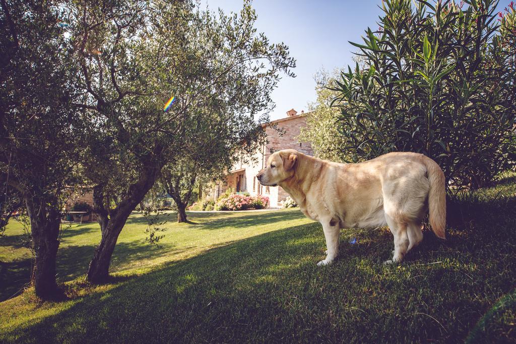 Agriturismo Casal San Sergio Fossombrone Luaran gambar